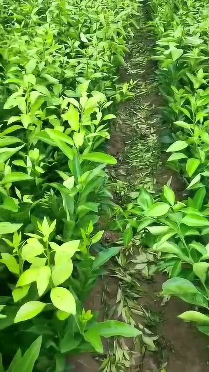沃柑栽培管理技术视频(沃柑栽培管理技术视频教程)