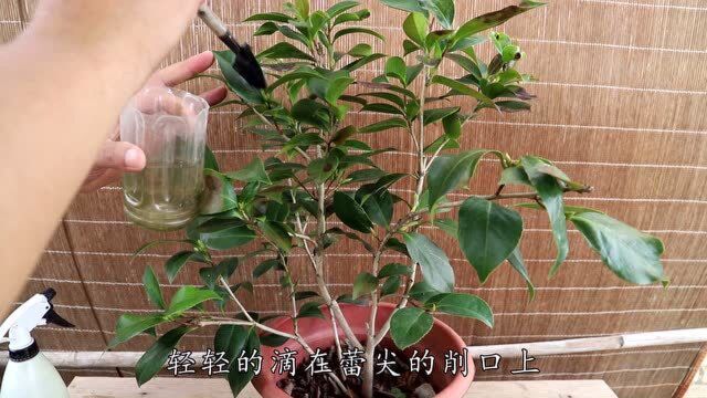 这种药用来催花有妙用,给茶花用一些,花苞迅速发育长成大花蕾