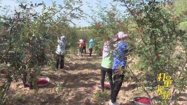 国家林业:加强中国特色农产品优势区管理|乡村振兴资讯