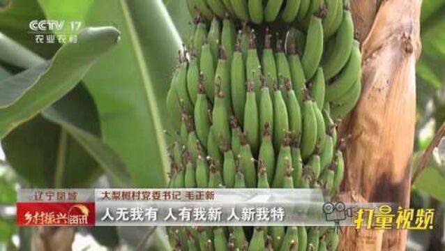 大梨树村:过上让城里人羡慕的好日子|乡村振兴资讯