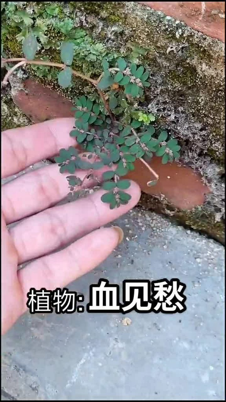 植物血见愁,别名地锦草