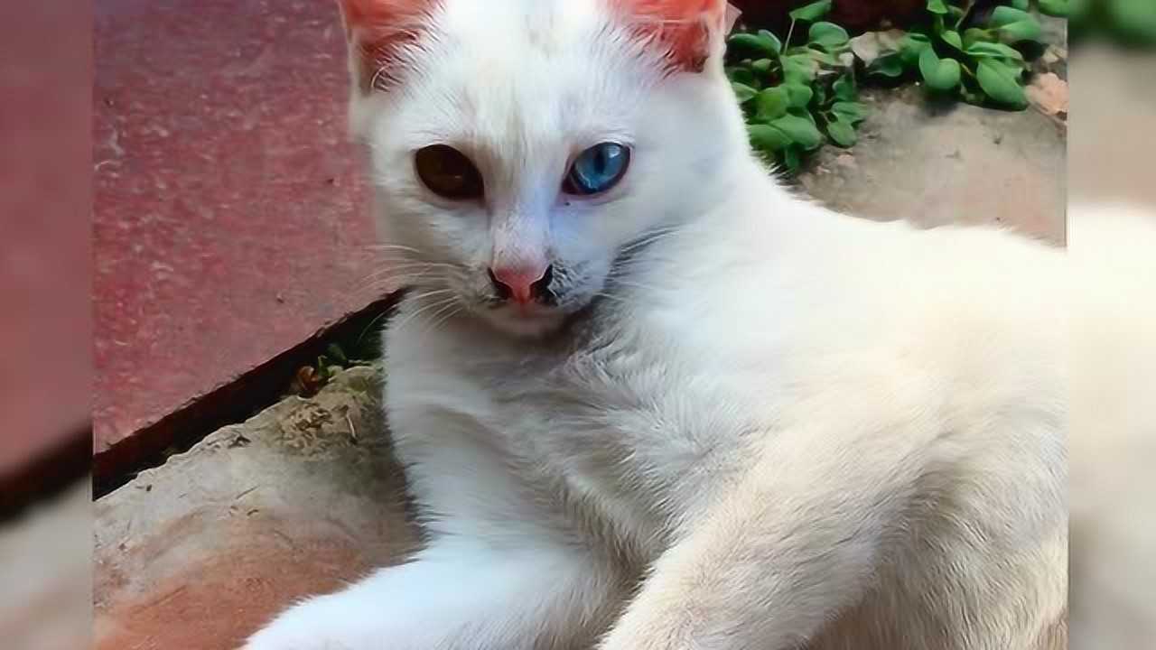 半年前捡了一只异瞳猫,半年后主人直呼捡到宝了,真的是太漂亮了