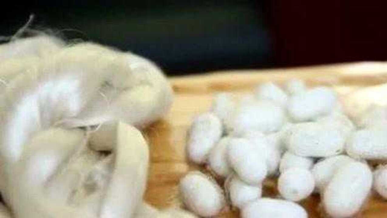原来用柘树叶喂养白蚕,它吐出的蚕丝,会更加的坚韧!_高清1080P在线观看平台_腾讯视频