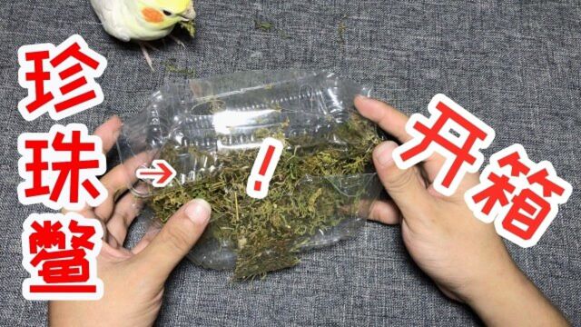 网购开箱“珍珠鳖”1只,虽然看着有点小,但是颜色真好看呀!