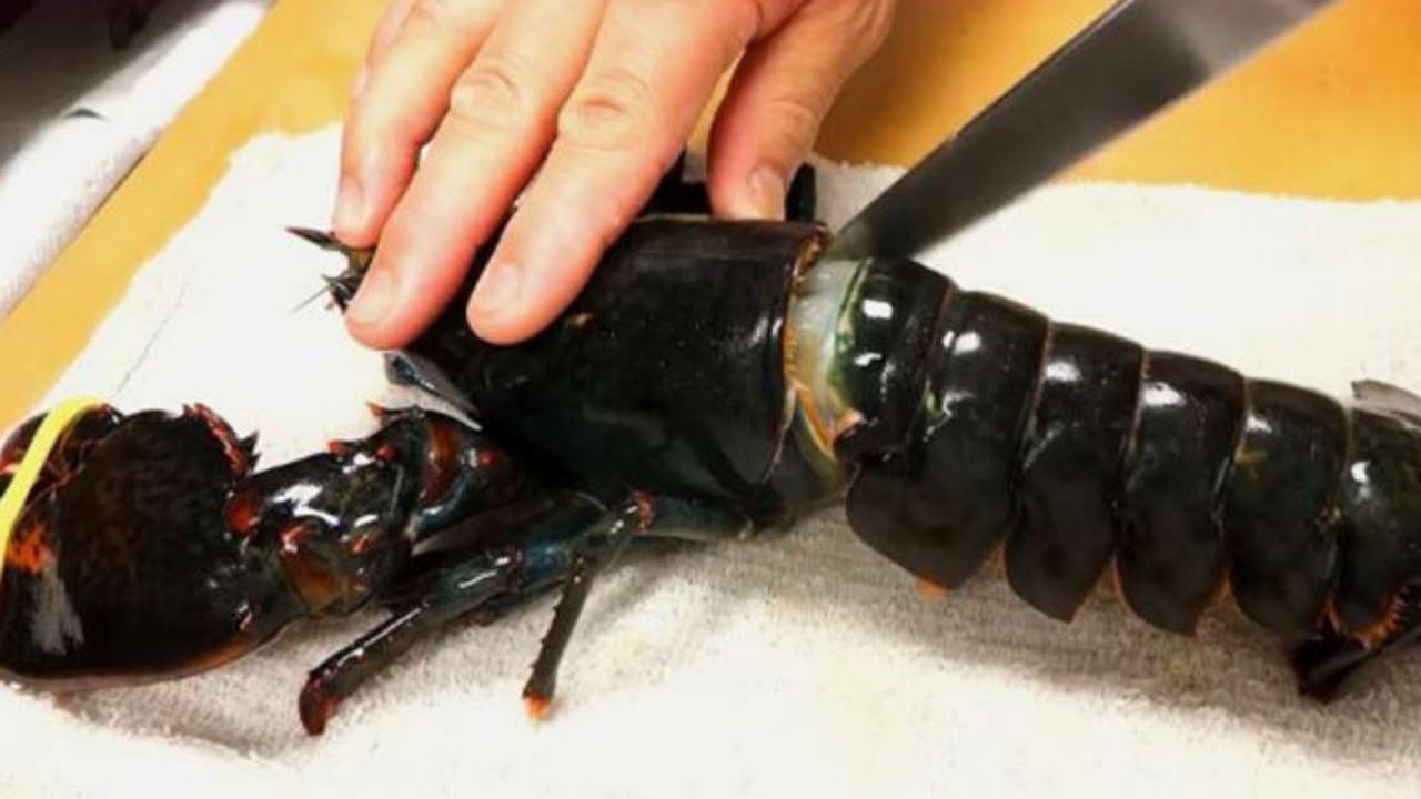 世界上最贵的黑色龙虾,为什么价格这么高?打开之后瞬间明白