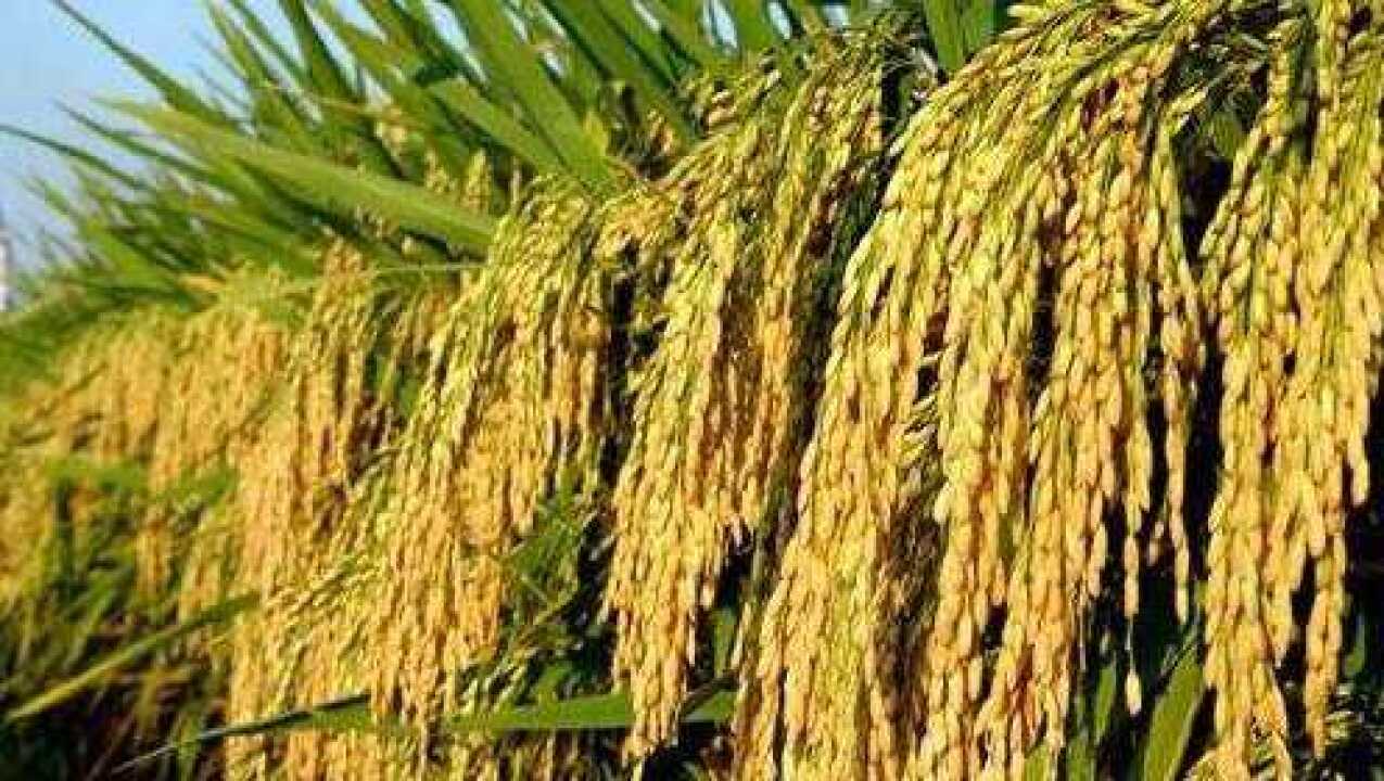 贺州高产水稻,亩产1400多斤,这水稻长成啥样子呢?