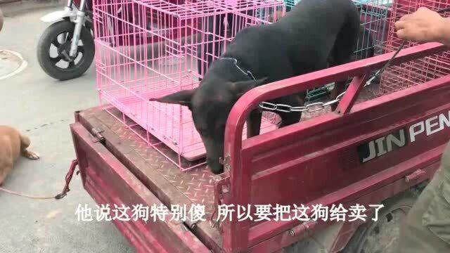 只因狗狗智商笨,主人就准备把它给卖了,你们猜52斤的狗卖了多少钱?