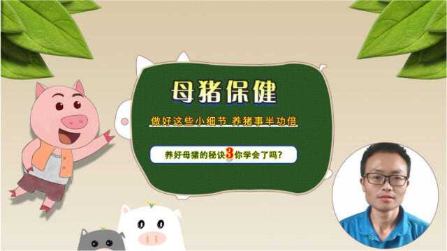 养好母猪的秘诀3,合理做保健,猪场效益翻一番.你学会了吗?