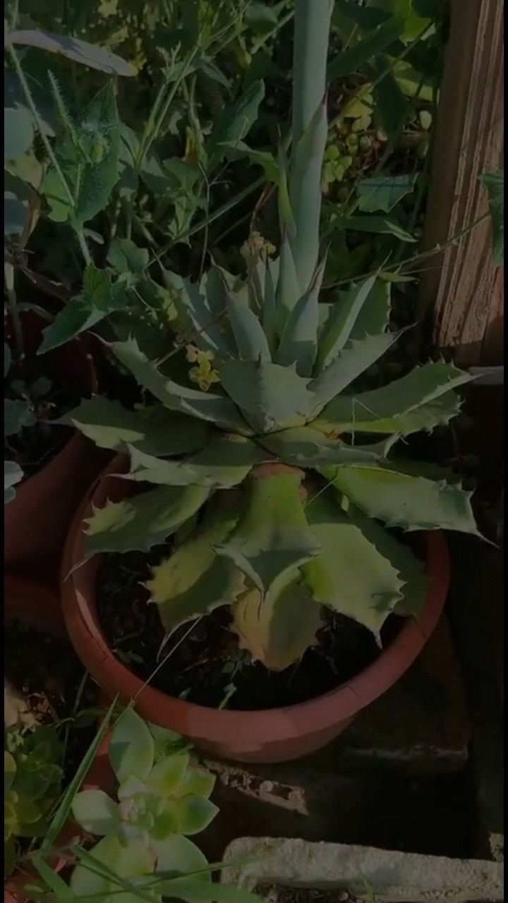 原来雷神会开花多肉