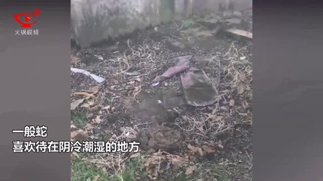 吓人!实拍数十条蛇地底筑窝蜷缩,废弃小屋变“蛇屋”