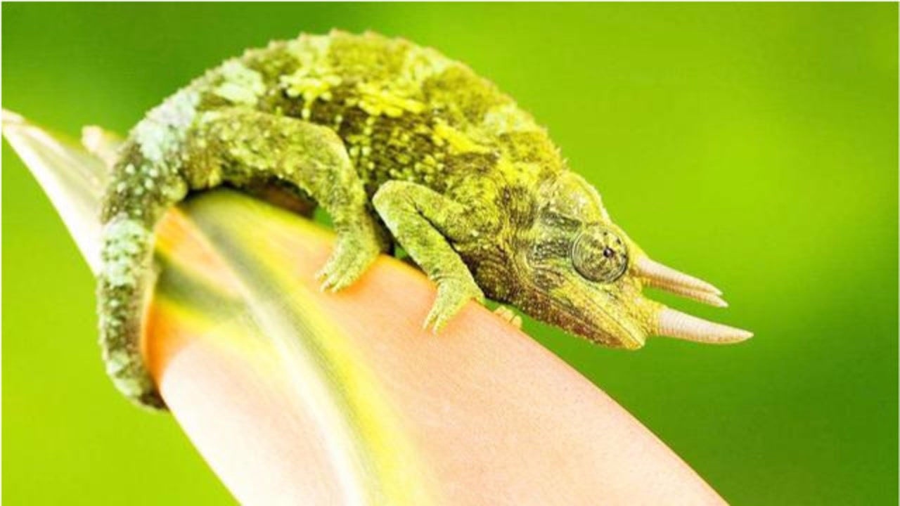 饲养杰克森变色龙需要注意哪些事项掌握这几点轻松饲养