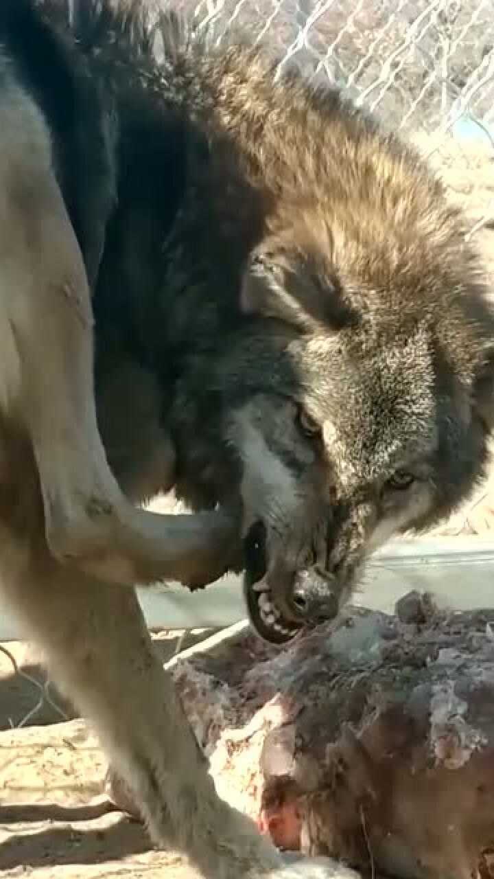 狼狠起来连自己都敢咬