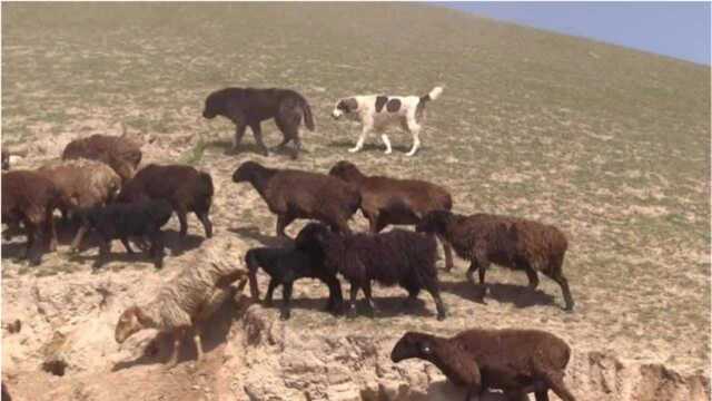 草原上每天为放羊而奔波的牧羊犬,牧民的羊很少丢过