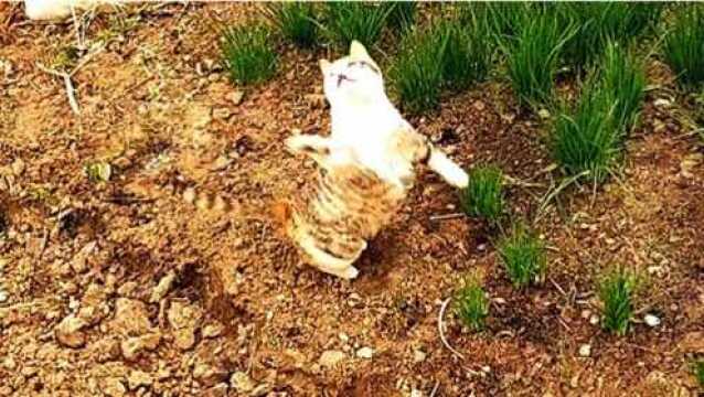 火山第一猫,飞天猫,捕猎高手