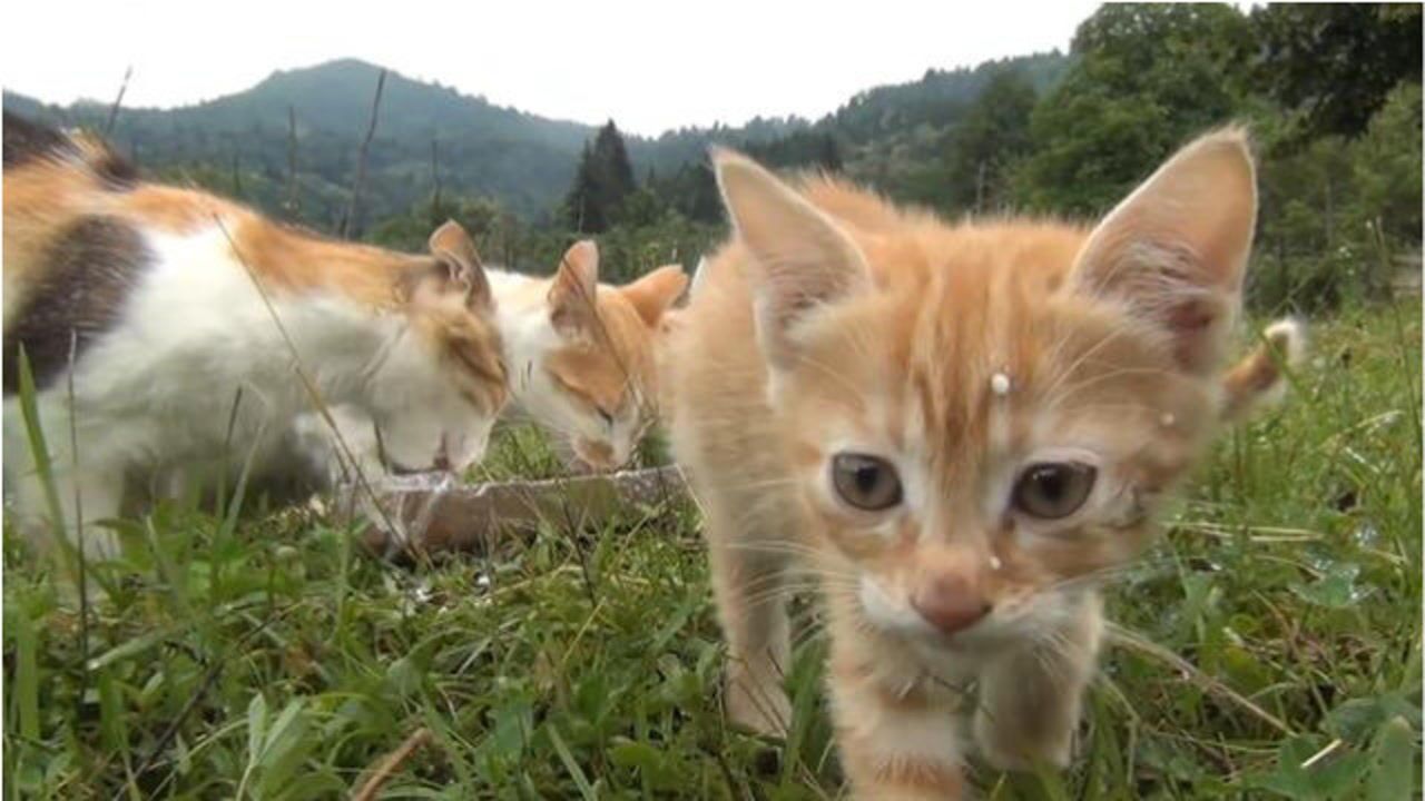 猫咪一家的幸福生活，颜值都超高，小猫长得真可爱_高清1080P在线观看平台_腾讯视频