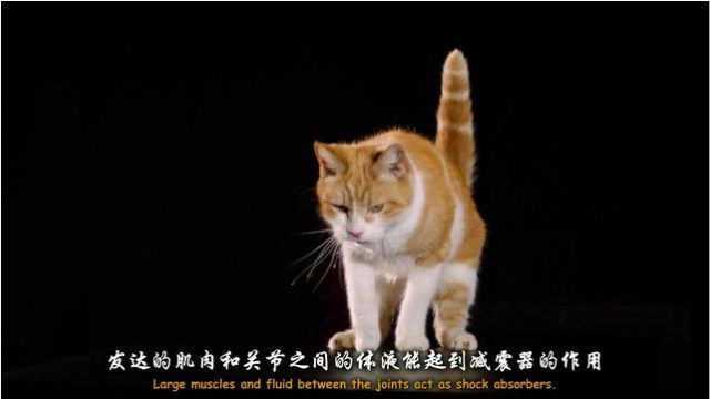 猫咪的故事:几千年前猫咪出色的捕猎技巧,才让它住进人类的家