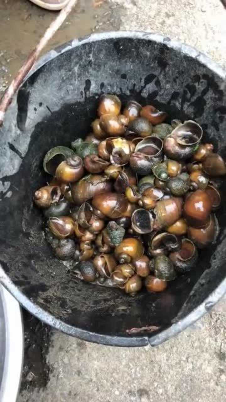 小的田螺大家喜欢吃吗小时候是不是经常在溪里抓呢都是回忆啊