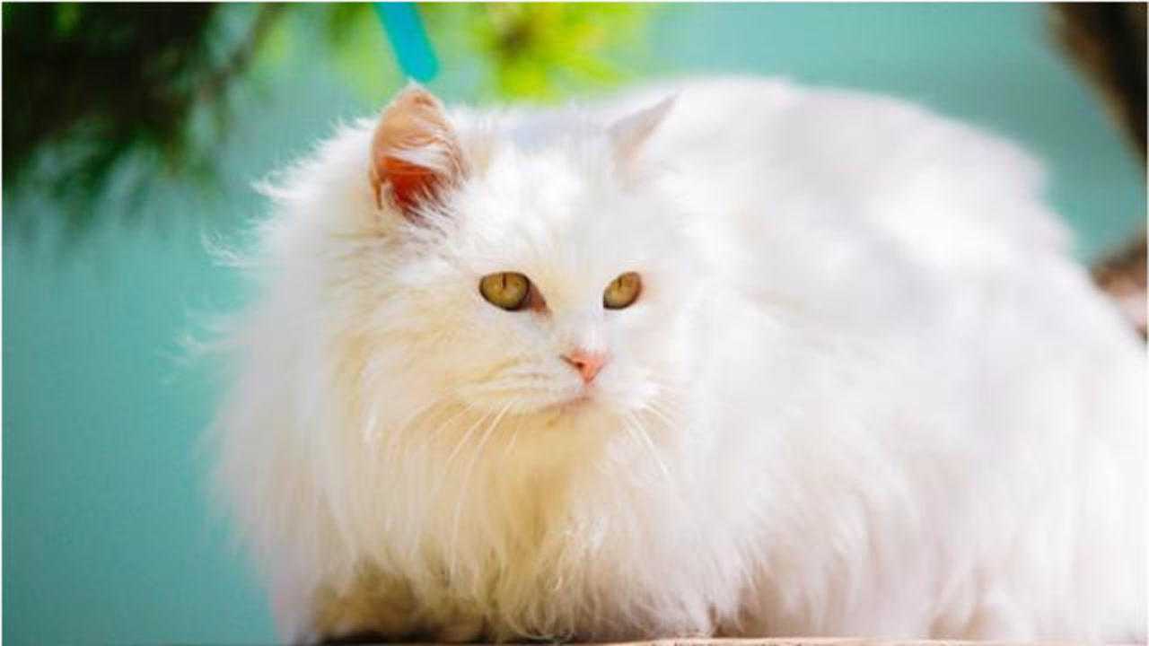 观复猫tv——太鼓达人黄枪枪