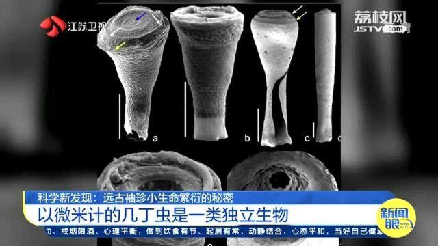 科学新发现!微米大小的“海洋微生物” 繁衍方式大公开