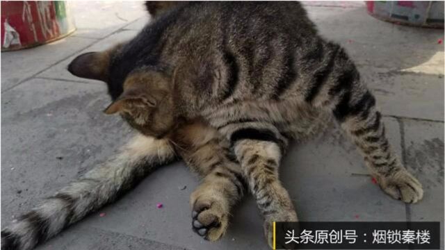 进庙烧香,遇一只狸花猫:感觉它有点色,有点污