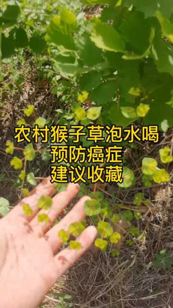 农村猴子草泡水喝,预防癌症