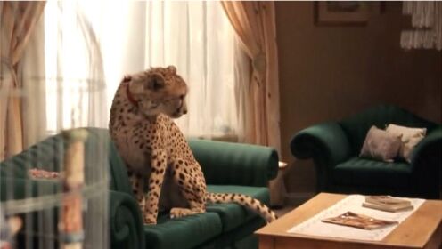 《小豹杜玛》：父子俩在路上捡到一只小猎豹，你别说养在家里还挺拉风