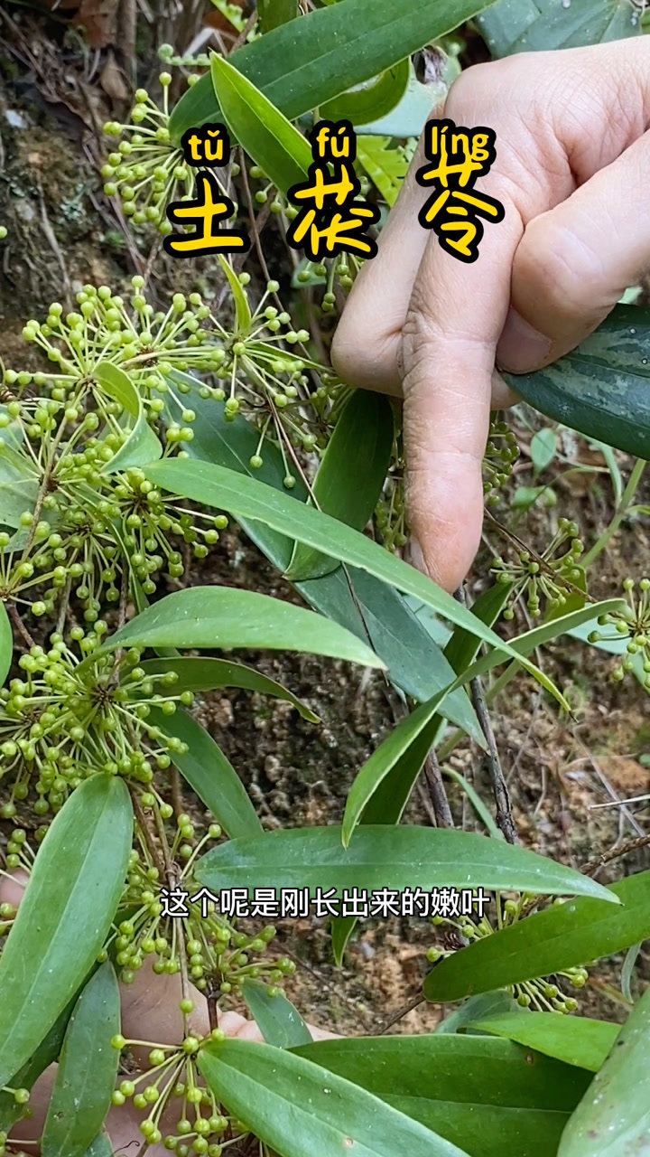 第一次拍到土茯苓的果实