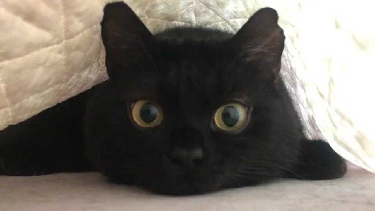 这家伙会轮回眼