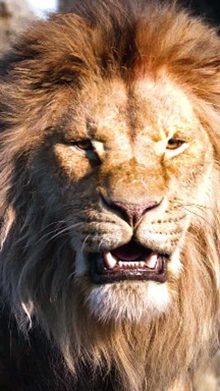 震撼吧!狮王的怒吼!