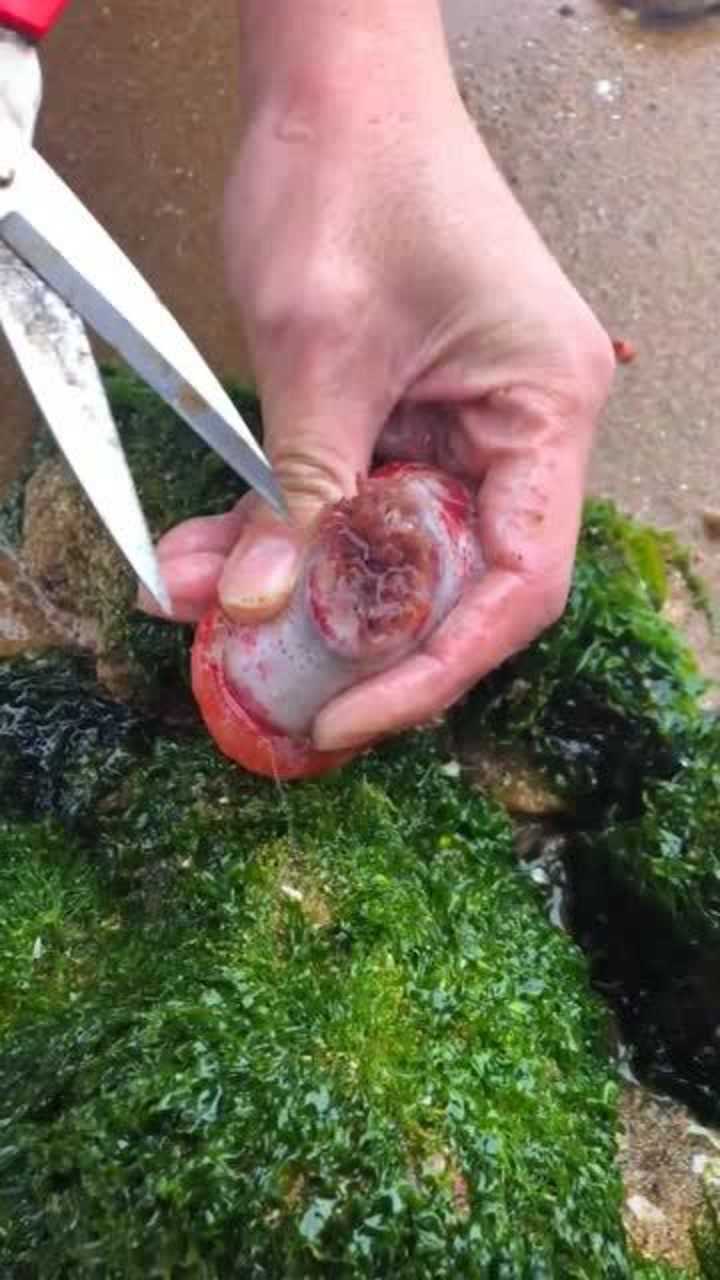 海边发现的海葵很多人都不知道怎么吃我就来教你们一下