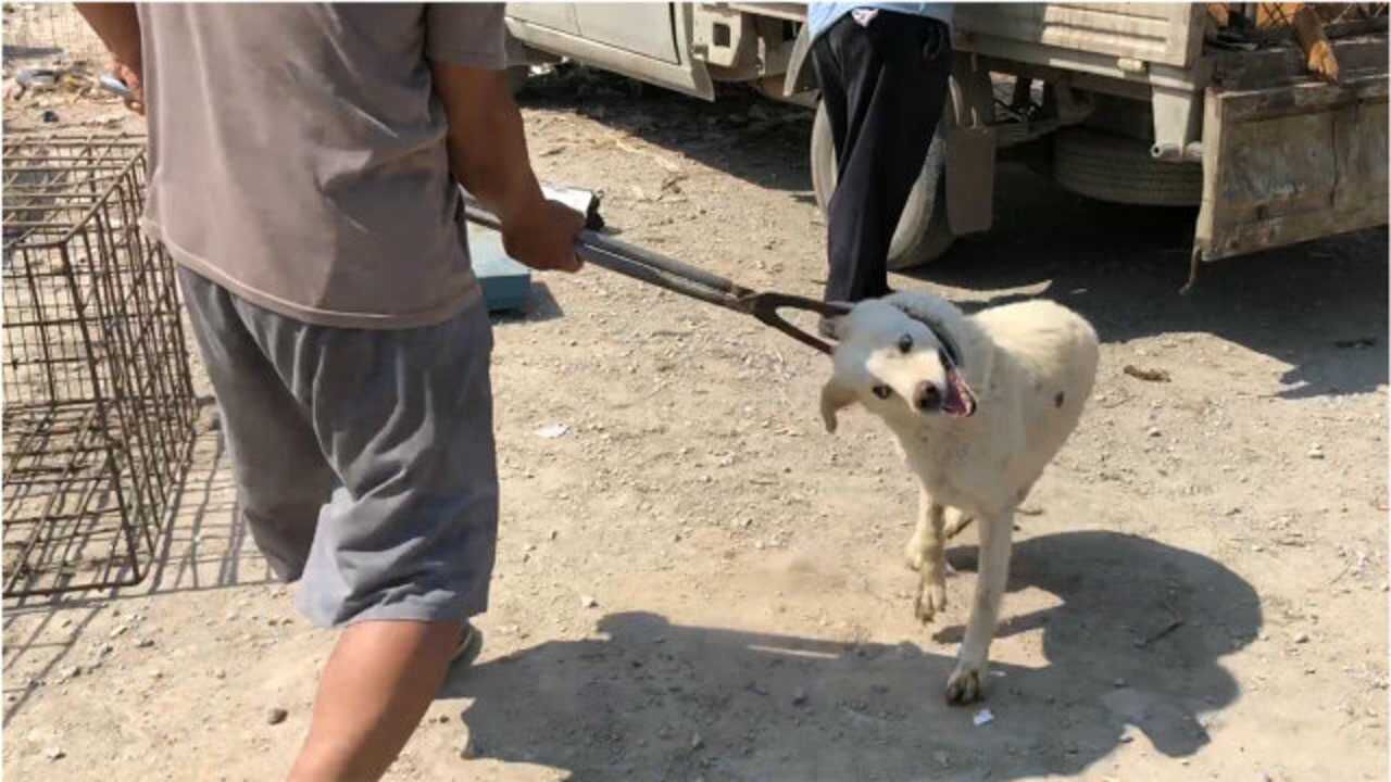 实拍狗市土狗在铁夹子的胁迫下卖给狗贩子好心疼太残忍了