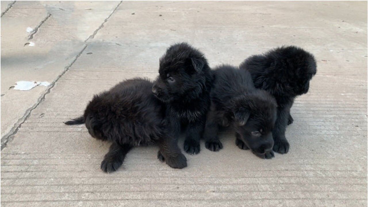 纯种黑德牧全国没几条,刚满月的幼犬特别抢手,大家看这品质咋样