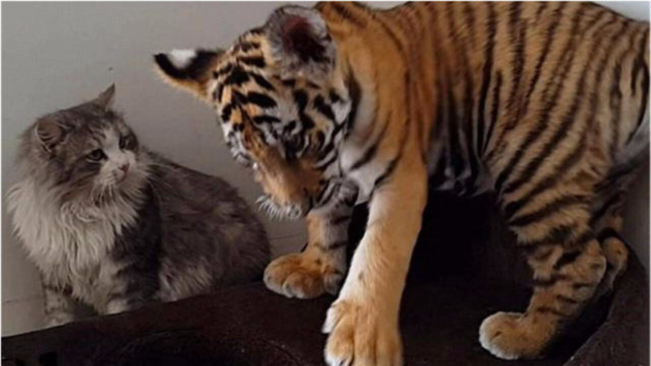 老虎遇上刚出生的小猫咪,到底会怎么处理呢?答案出人意料
