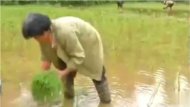 荷桥村山区里出产的贡米最为正宗 移植到别的地方 品质会下降