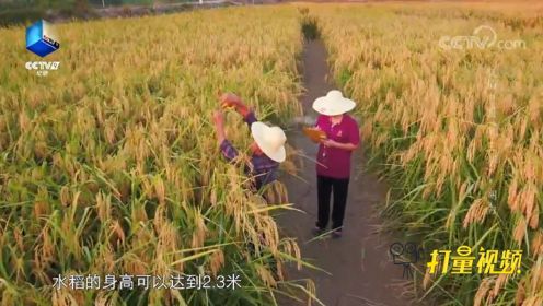 身高达到2.3米的水稻！超过千斤的巨大产量更是让人瞠目