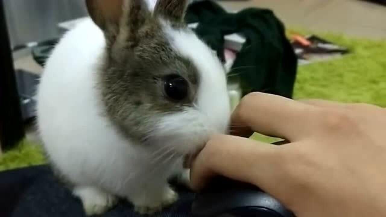 小兔子疯狂舔主人手指,这难道是在暗示我什么东西吗?_腾讯视频