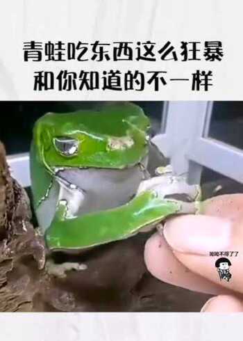 青蛙如果吃天鹅肉,那得多凶残哈哈哈