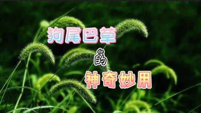 狗尾巴草的神奇妙用你知道吗?建议收藏!