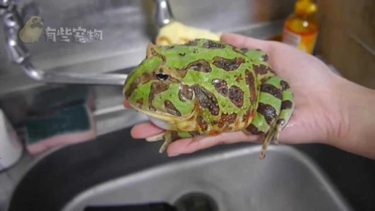 让你看看这才叫做成年角蛙养了2年的角蛙应该够抄一盘了吧