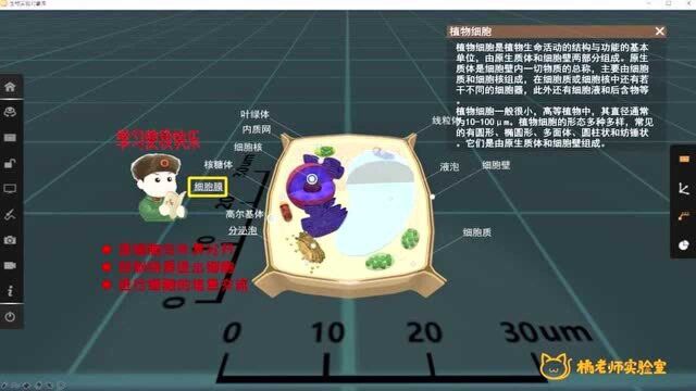 橘老师课堂第232期:流动镶嵌模型