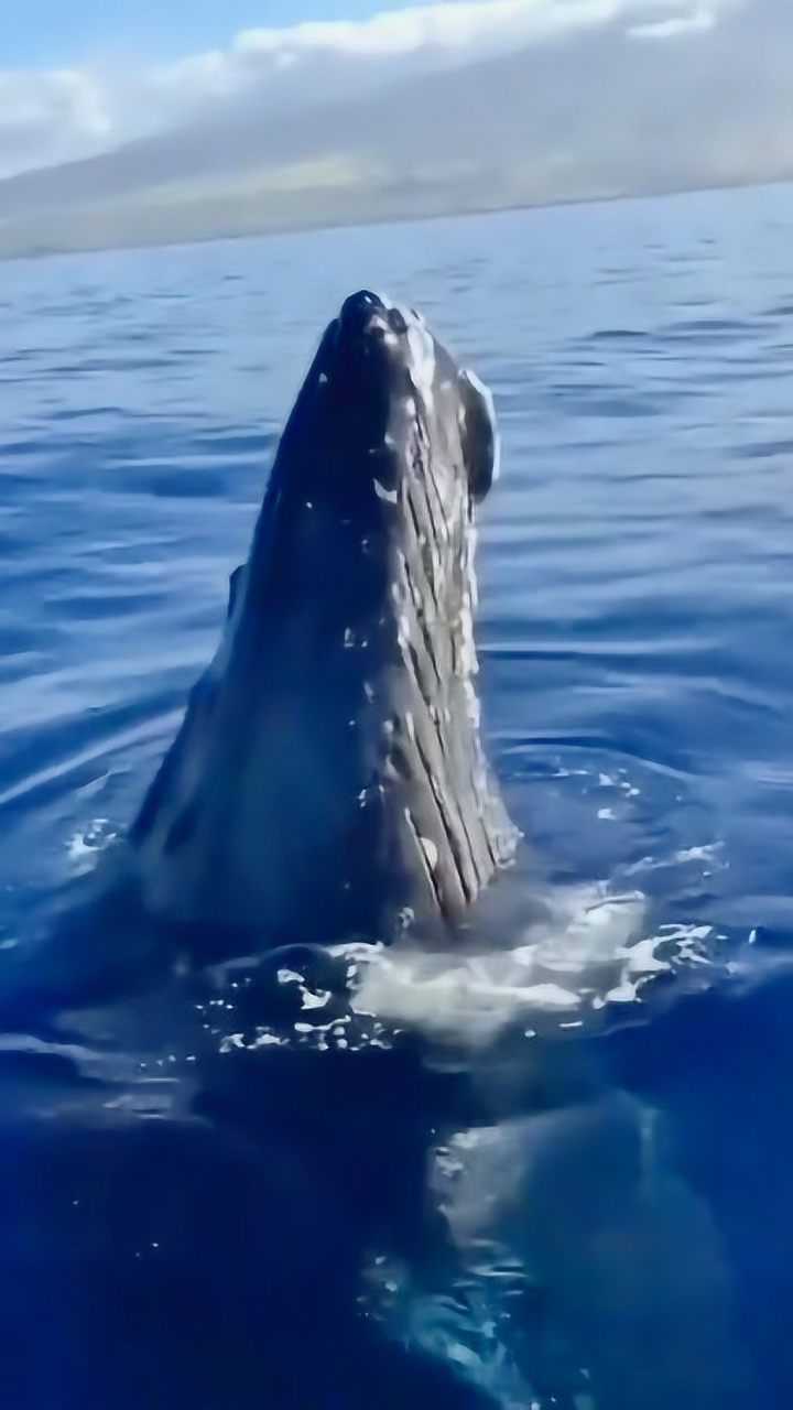 大海的巨型生物蓝鲸,悠长的叫声,在诉说着无尽的孤独