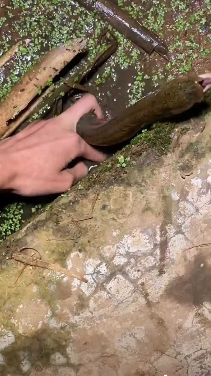 户外钓黄鳝_腾讯视频