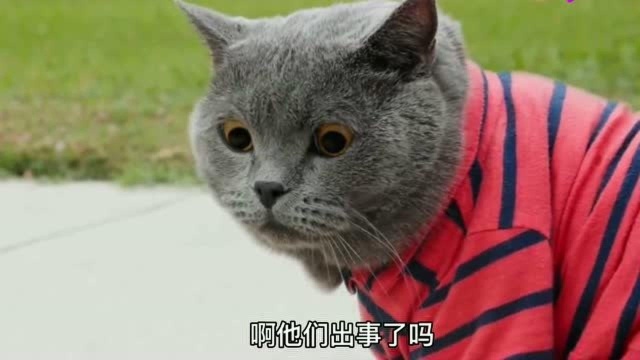 猫咪管家:3只小鸭子丢了,赶紧出去找,真是操碎了心!