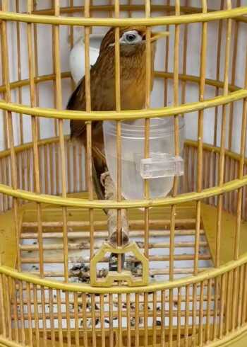 极品母画眉鸟叫声