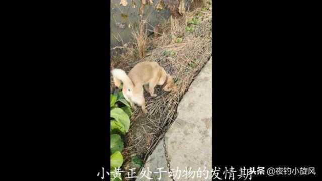 农村小哥的小伙伴,中华田园犬:小黄!