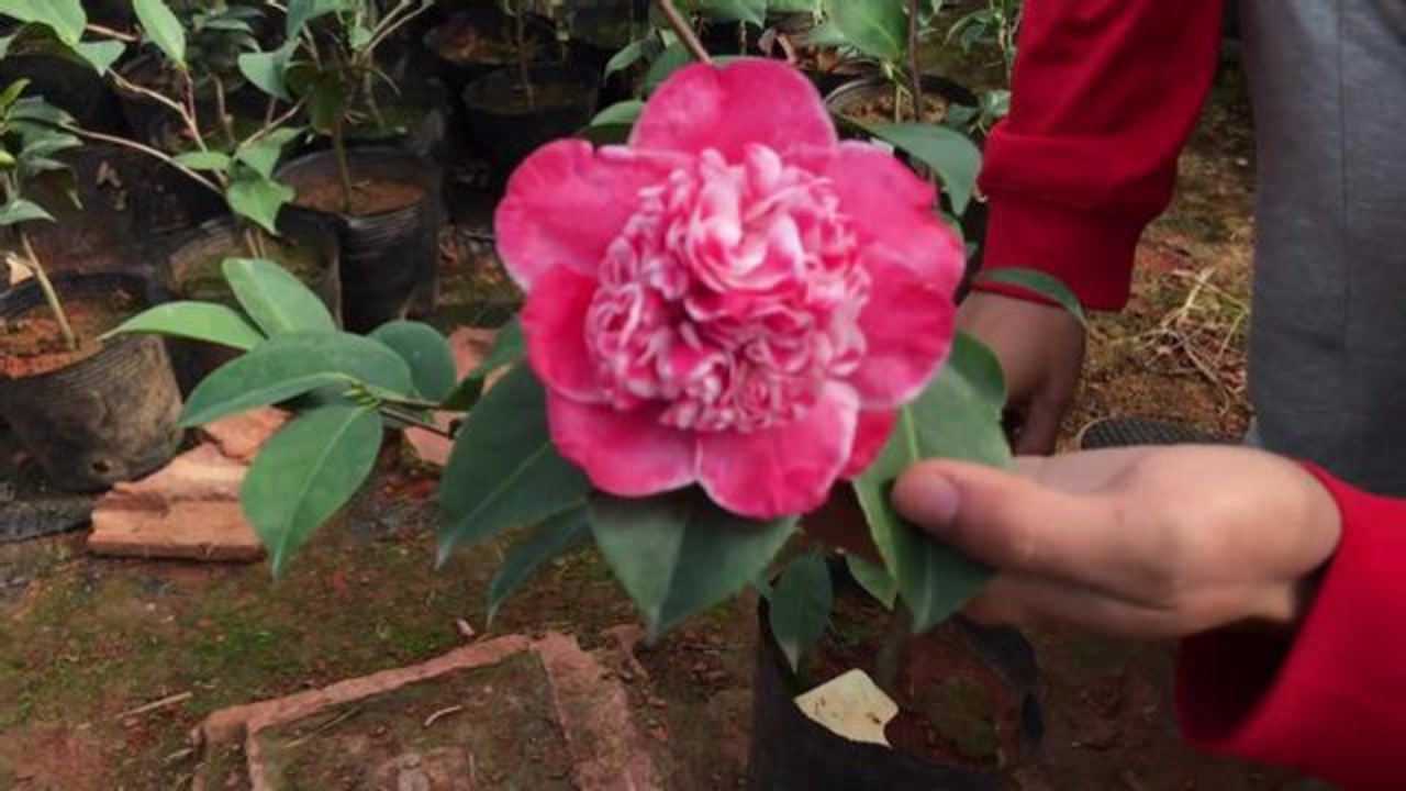 茶花园花季到了:台湾引进品种彩虹天使,茶花爱好者必选品种!