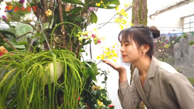 报业“花仙子”探花博 | 好戏连台,赏花之余领略中国传统文化魅力