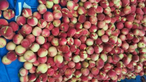 晚熟离核桃新品种介绍