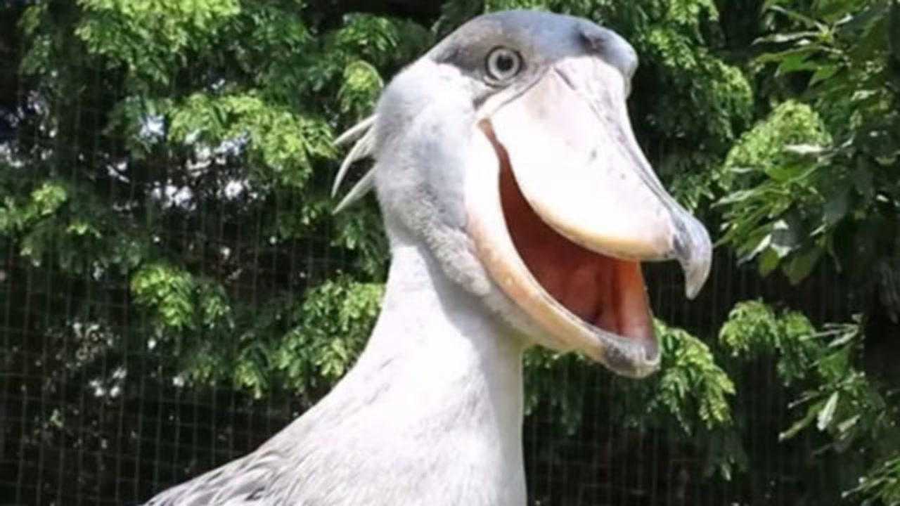 世界上最傻的鸟行动缓慢笨拙却是鳄鱼的天敌