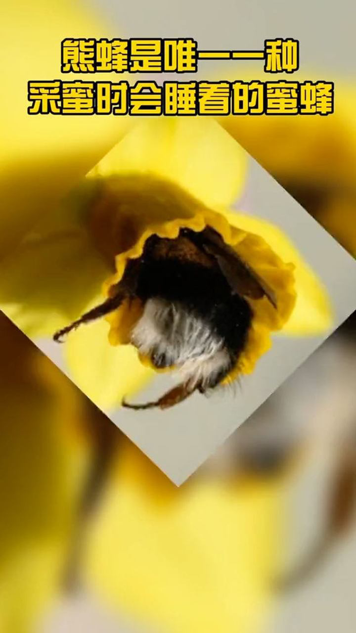熊蜂是唯一一种采蜜时会睡着的蜜蜂